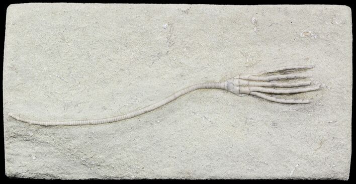 Hypselocrinus Crinoid With Long Stem - Indiana #55160
